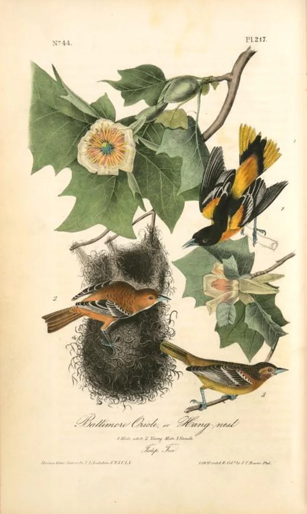 An illustration from The birds of America, from drawings made in the United States and their territories. By John James Audubon, 1840, leaf 220