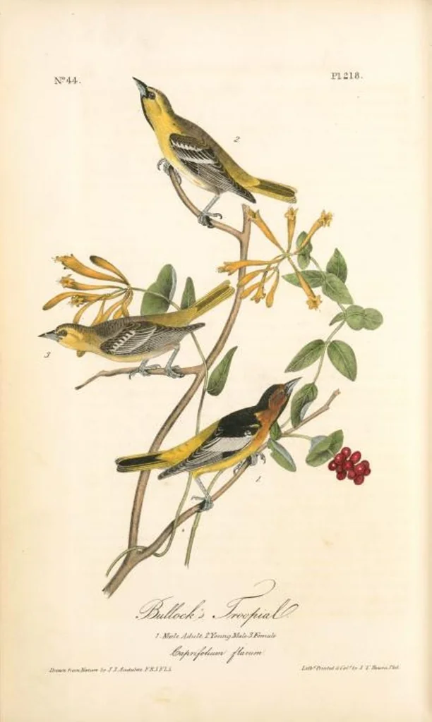 An illustration from The birds of America, from drawings made in the United States and their territories. By John James Audubon, 1840, leaf 221