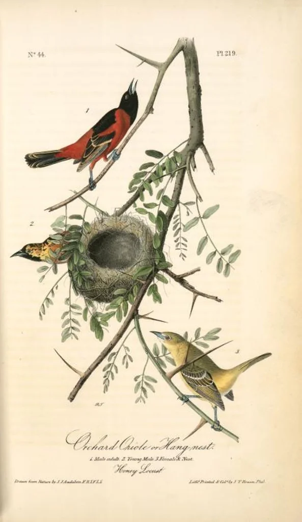 An illustration from The birds of America, from drawings made in the United States and their territories. By John James Audubon, 1840, leaf 222