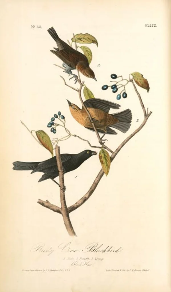 An illustration from The birds of America, from drawings made in the United States and their territories. By John James Audubon, 1840, leaf 225
