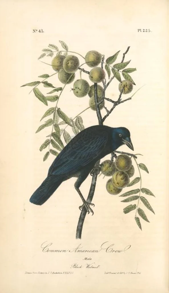 An illustration from The birds of America, from drawings made in the United States and their territories. By John James Audubon, 1840, leaf 228