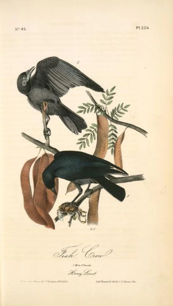 An illustration from The birds of America, from drawings made in the United States and their territories. By John James Audubon, 1840, leaf 229