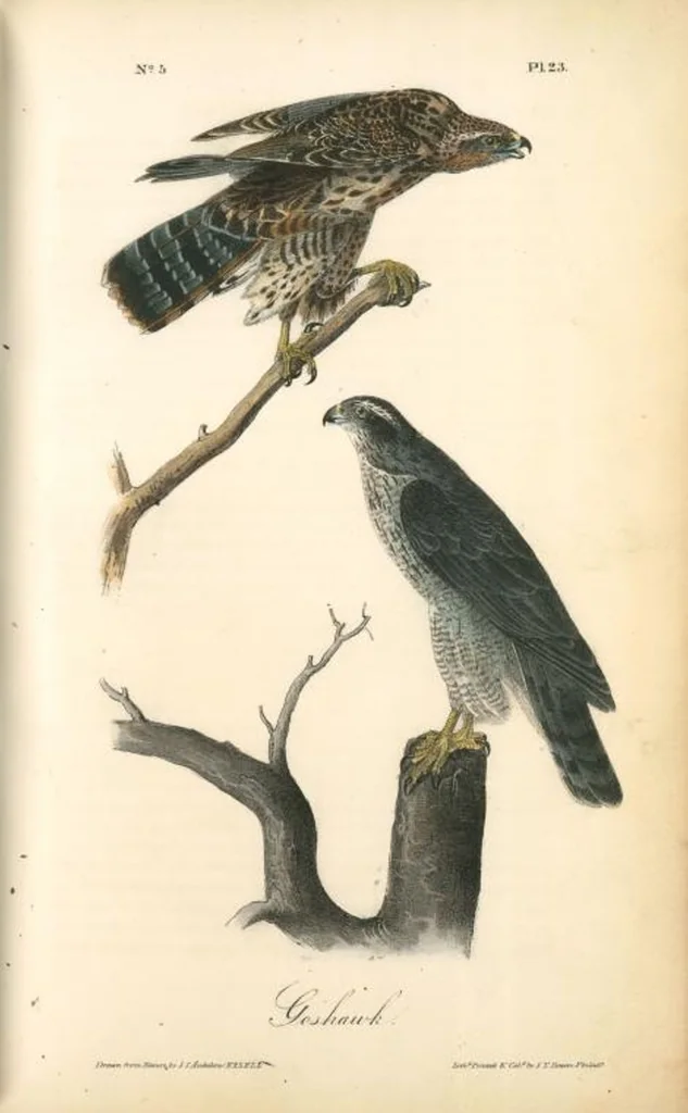 An illustration from The birds of America, from drawings made in the United States and their territories. By John James Audubon, 1840, leaf 23