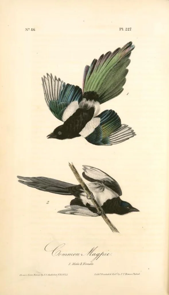 An illustration from The birds of America, from drawings made in the United States and their territories. By John James Audubon, 1840, leaf 230