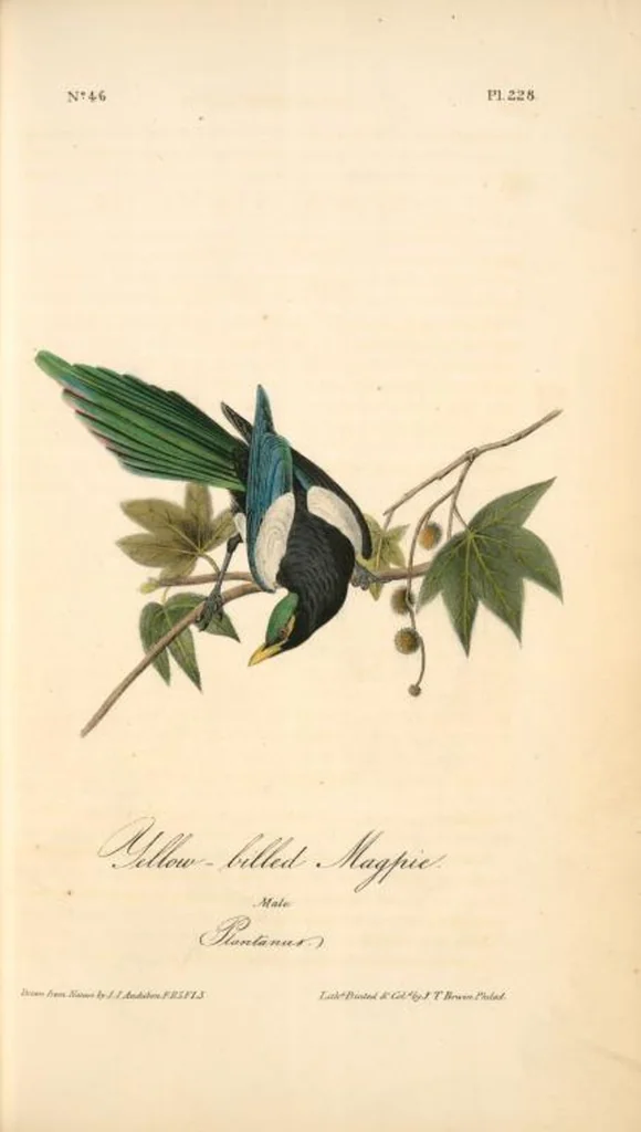 An illustration from The birds of America, from drawings made in the United States and their territories. By John James Audubon, 1840, leaf 231