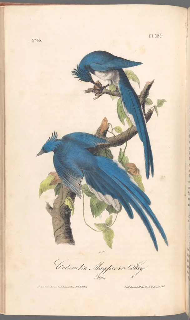An illustration from The birds of America, from drawings made in the United States and their territories. By John James Audubon, 1840, leaf 232