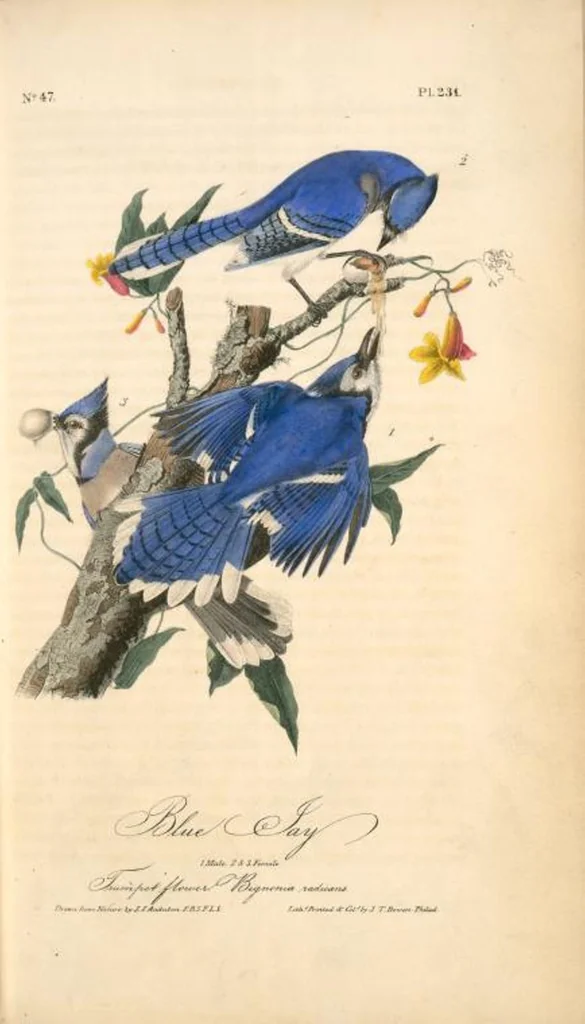 An illustration from The birds of America, from drawings made in the United States and their territories. By John James Audubon, 1840, leaf 234