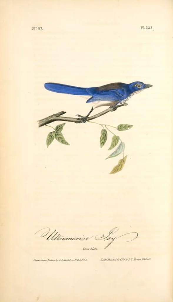 An illustration from The birds of America, from drawings made in the United States and their territories. By John James Audubon, 1840, leaf 235
