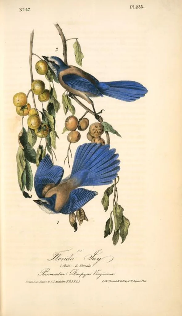 An illustration from The birds of America, from drawings made in the United States and their territories. By John James Audubon, 1840, leaf 236