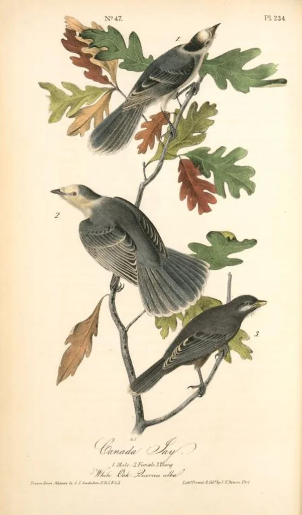 An illustration from The birds of America, from drawings made in the United States and their territories. By John James Audubon, 1840, leaf 237