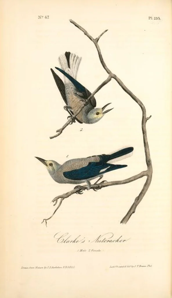 An illustration from The birds of America, from drawings made in the United States and their territories. By John James Audubon, 1840, leaf 238