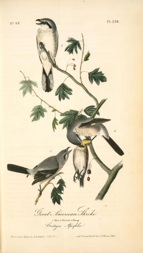 An illustration from The birds of America, from drawings made in the United States and their territories. By John James Audubon, 1840, leaf 239