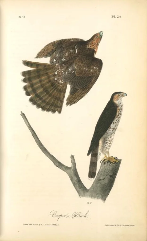 An illustration from The birds of America, from drawings made in the United States and their territories. By John James Audubon, 1840, leaf 24