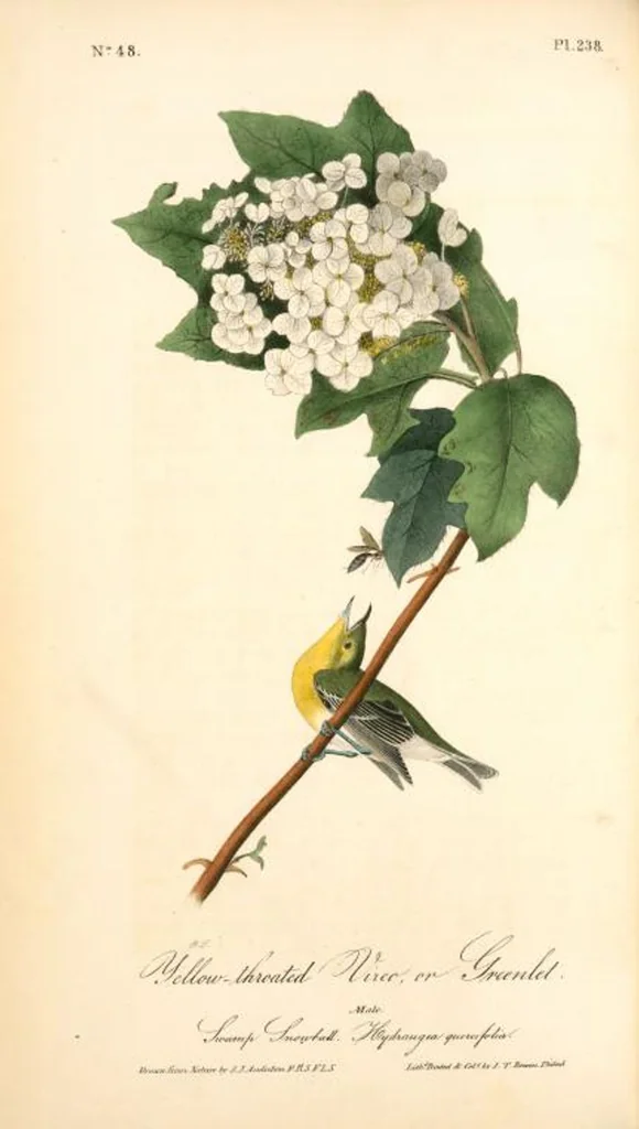 An illustration from The birds of America, from drawings made in the United States and their territories. By John James Audubon, 1840, leaf 241