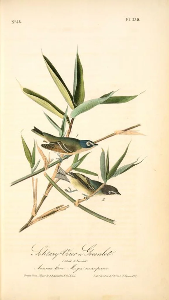 An illustration from The birds of America, from drawings made in the United States and their territories. By John James Audubon, 1840, leaf 242