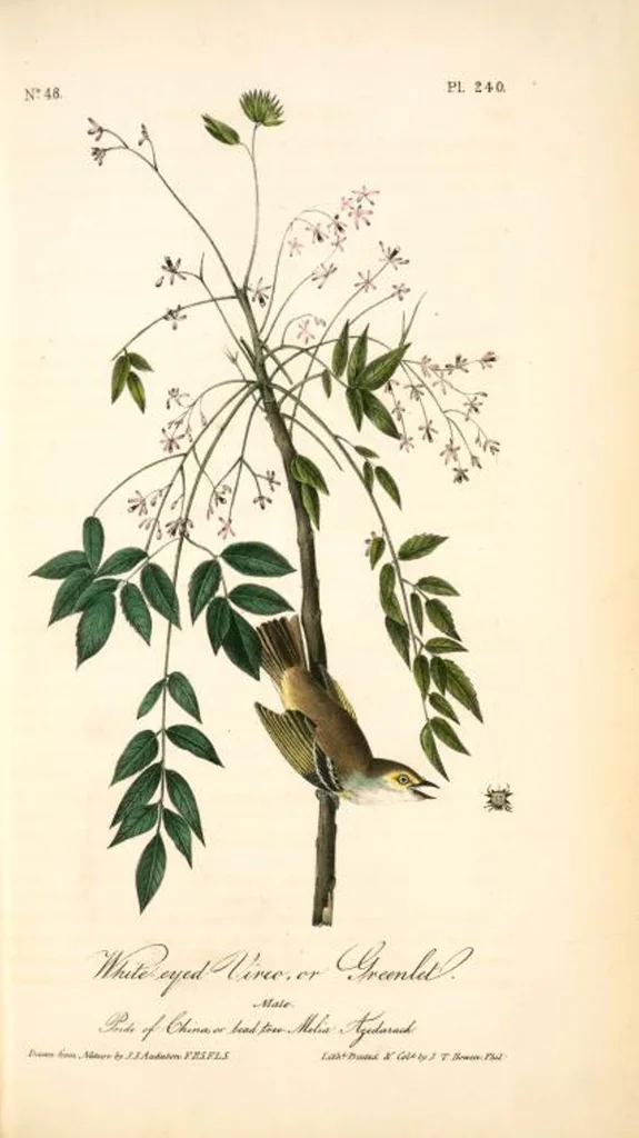 An illustration from The birds of America, from drawings made in the United States and their territories. By John James Audubon, 1840, leaf 243