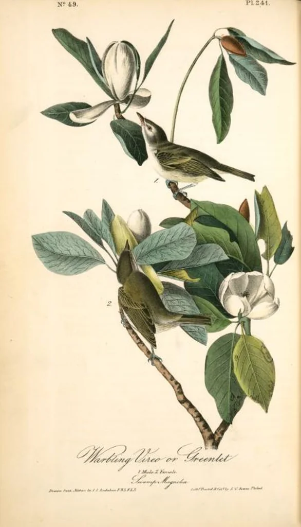 An illustration from The birds of America, from drawings made in the United States and their territories. By John James Audubon, 1840, leaf 244