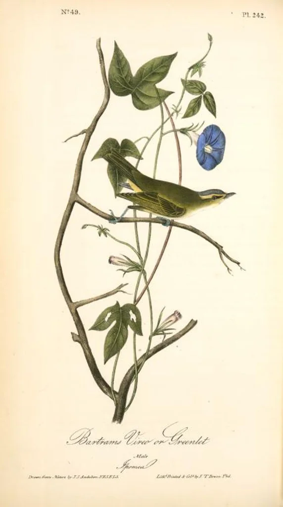 An illustration from The birds of America, from drawings made in the United States and their territories. By John James Audubon, 1840, leaf 245