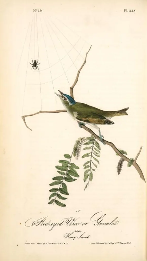 An illustration from The birds of America, from drawings made in the United States and their territories. By John James Audubon, 1840, leaf 246