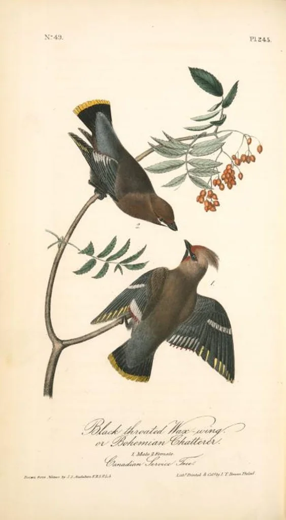 An illustration from The birds of America, from drawings made in the United States and their territories. By John James Audubon, 1840, leaf 248