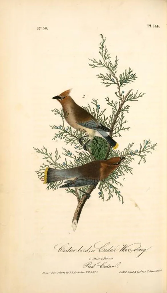 An illustration from The birds of America, from drawings made in the United States and their territories. By John James Audubon, 1840, leaf 249