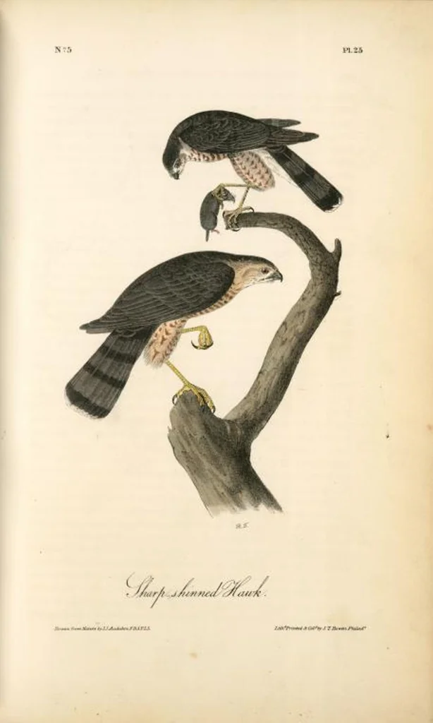 An illustration from The birds of America, from drawings made in the United States and their territories. By John James Audubon, 1840, leaf 25