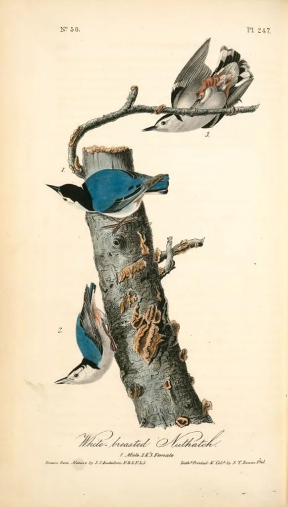 An illustration from The birds of America, from drawings made in the United States and their territories. By John James Audubon, 1840, leaf 250