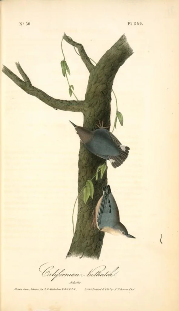 An illustration from The birds of America, from drawings made in the United States and their territories. By John James Audubon, 1840, leaf 253