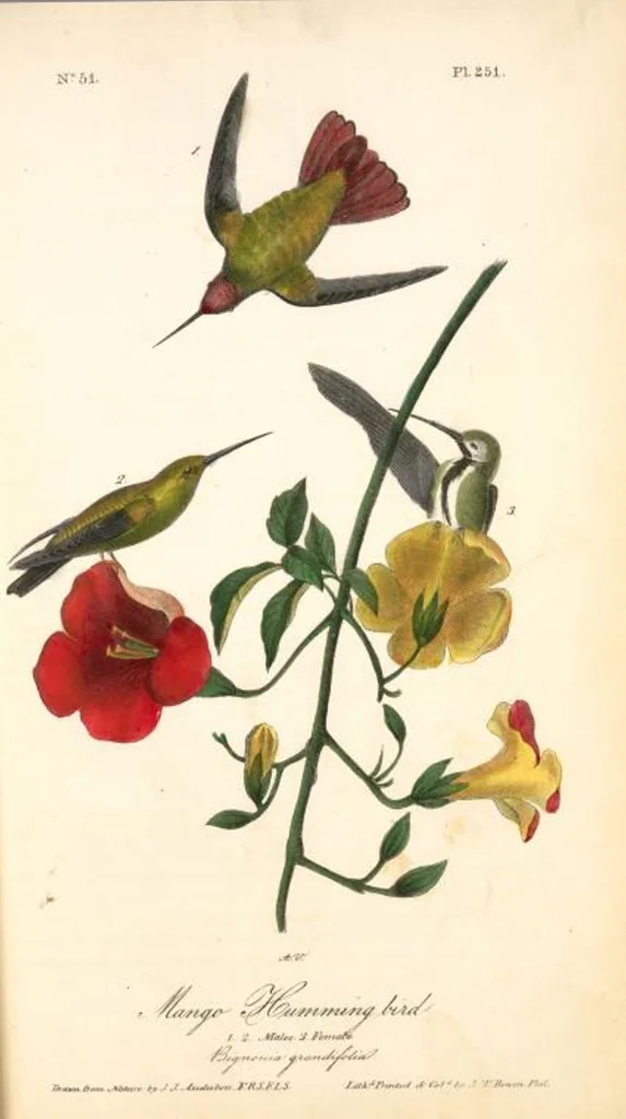 An illustration from The birds of America, from drawings made in the United States and their territories. By John James Audubon, 1840, leaf 254