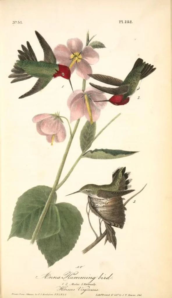 An illustration from The birds of America, from drawings made in the United States and their territories. By John James Audubon, 1840, leaf 255