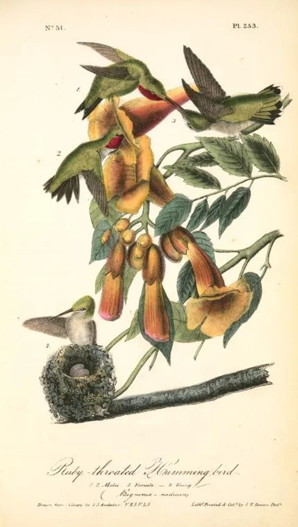 An illustration from The birds of America, from drawings made in the United States and their territories. By John James Audubon, 1840, leaf 256