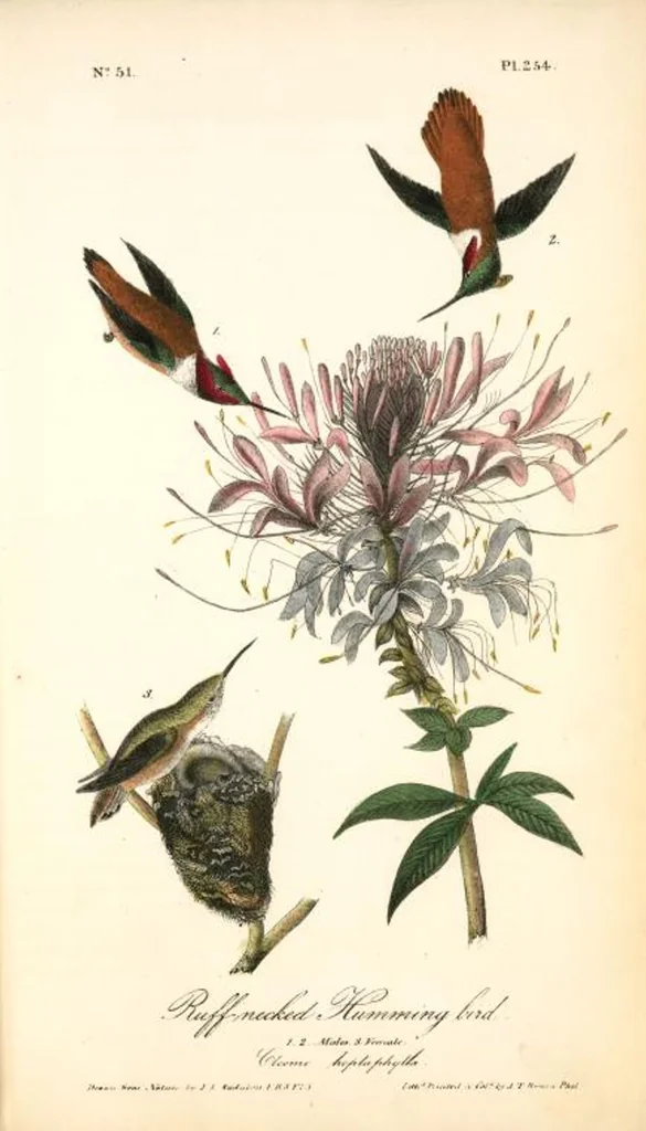 An illustration from The birds of America, from drawings made in the United States and their territories. By John James Audubon, 1840, leaf 257