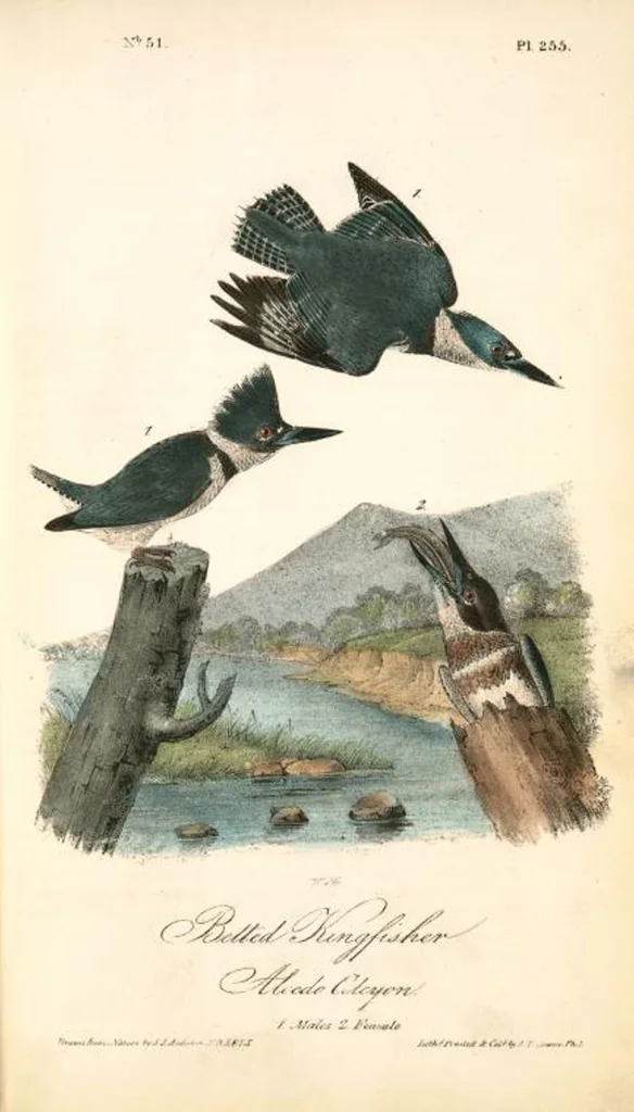 An illustration from The birds of America, from drawings made in the United States and their territories. By John James Audubon, 1840, leaf 258