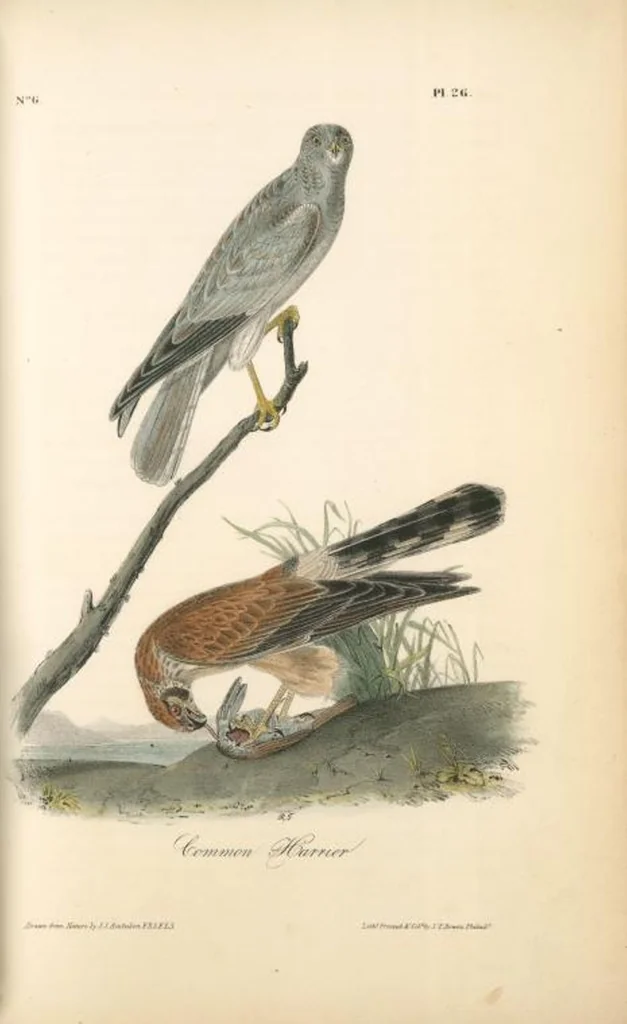 An illustration from The birds of America, from drawings made in the United States and their territories. By John James Audubon, 1840, leaf 26