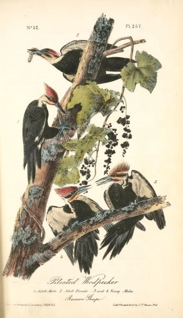 An illustration from The birds of America, from drawings made in the United States and their territories. By John James Audubon, 1840, leaf 260