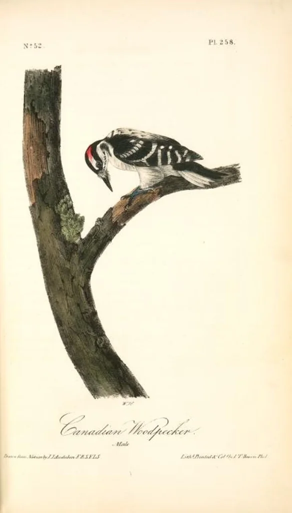 An illustration from The birds of America, from drawings made in the United States and their territories. By John James Audubon, 1840, leaf 261