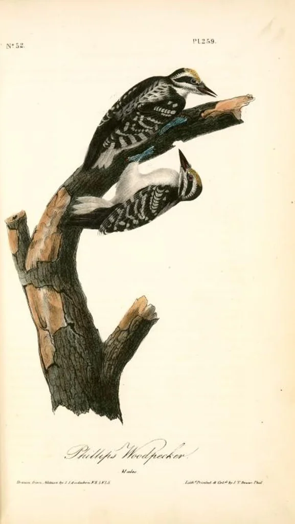 An illustration from The birds of America, from drawings made in the United States and their territories. By John James Audubon, 1840, leaf 262
