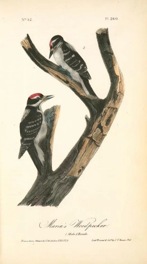 An illustration from The birds of America, from drawings made in the United States and their territories. By John James Audubon, 1840, leaf 263