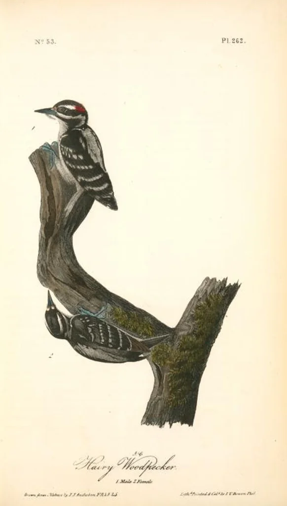 An illustration from The birds of America, from drawings made in the United States and their territories. By John James Audubon, 1840, leaf 265