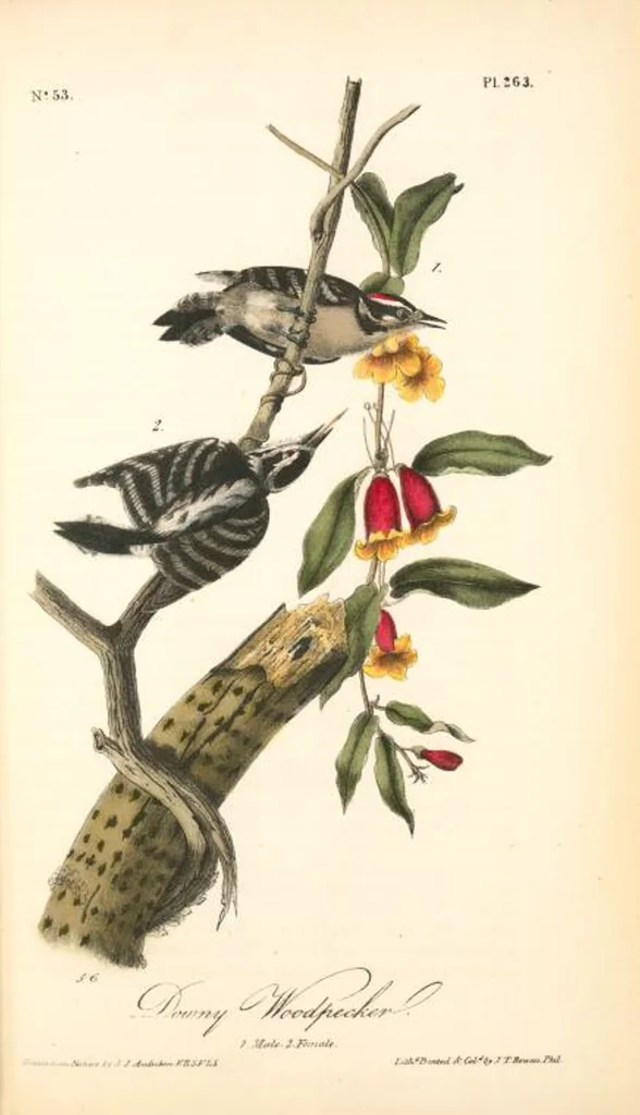 An illustration from The birds of America, from drawings made in the United States and their territories. By John James Audubon, 1840, leaf 266