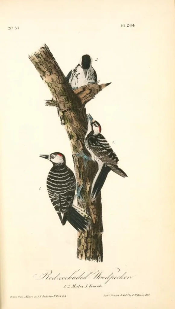 An illustration from The birds of America, from drawings made in the United States and their territories. By John James Audubon, 1840, leaf 267