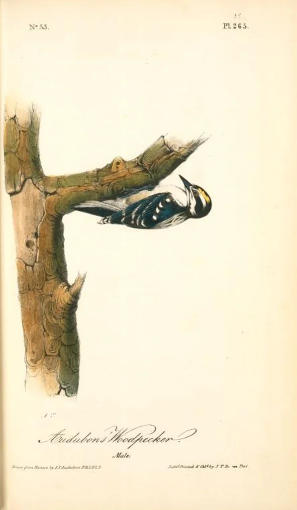 An illustration from The birds of America, from drawings made in the United States and their territories. By John James Audubon, 1840, leaf 268