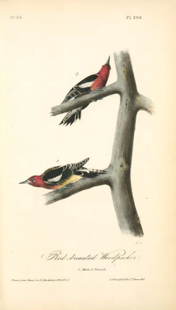 An illustration from The birds of America, from drawings made in the United States and their territories. By John James Audubon, 1840, leaf 269