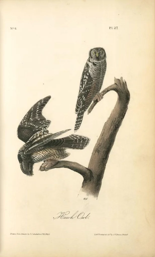 An illustration from The birds of America, from drawings made in the United States and their territories. By John James Audubon, 1840, leaf 27