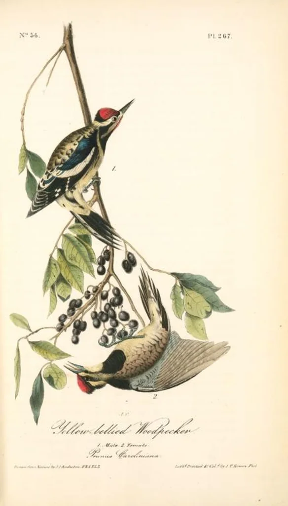 An illustration from The birds of America, from drawings made in the United States and their territories. By John James Audubon, 1840, leaf 270