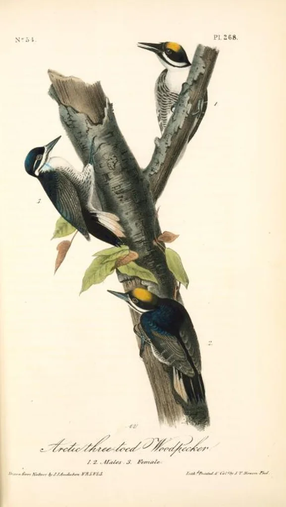 An illustration from The birds of America, from drawings made in the United States and their territories. By John James Audubon, 1840, leaf 271