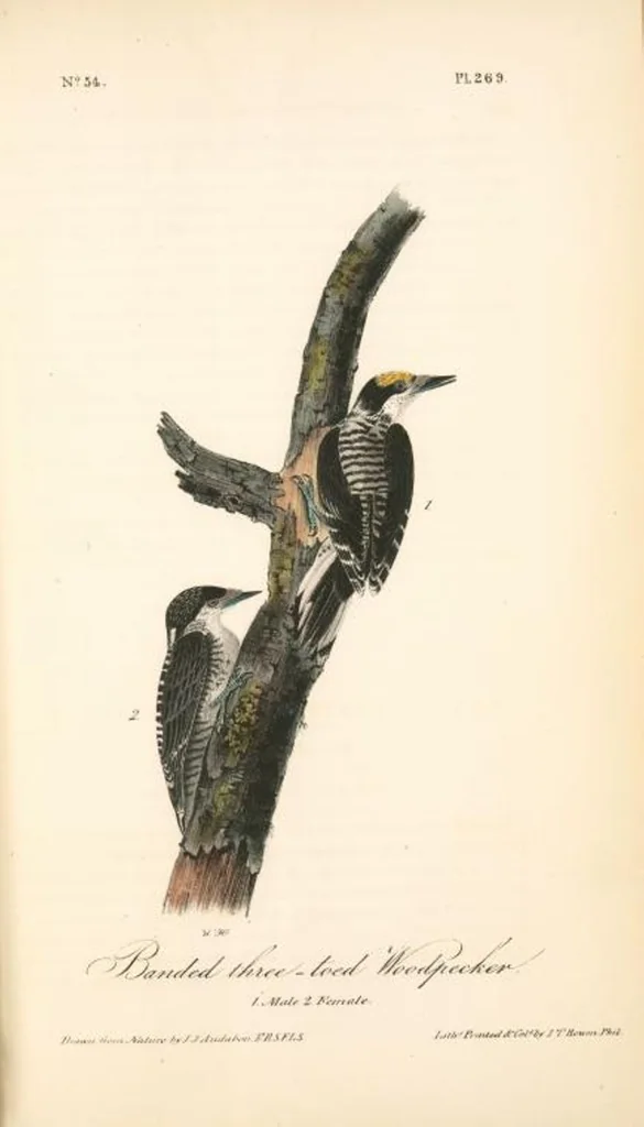 An illustration from The birds of America, from drawings made in the United States and their territories. By John James Audubon, 1840, leaf 272