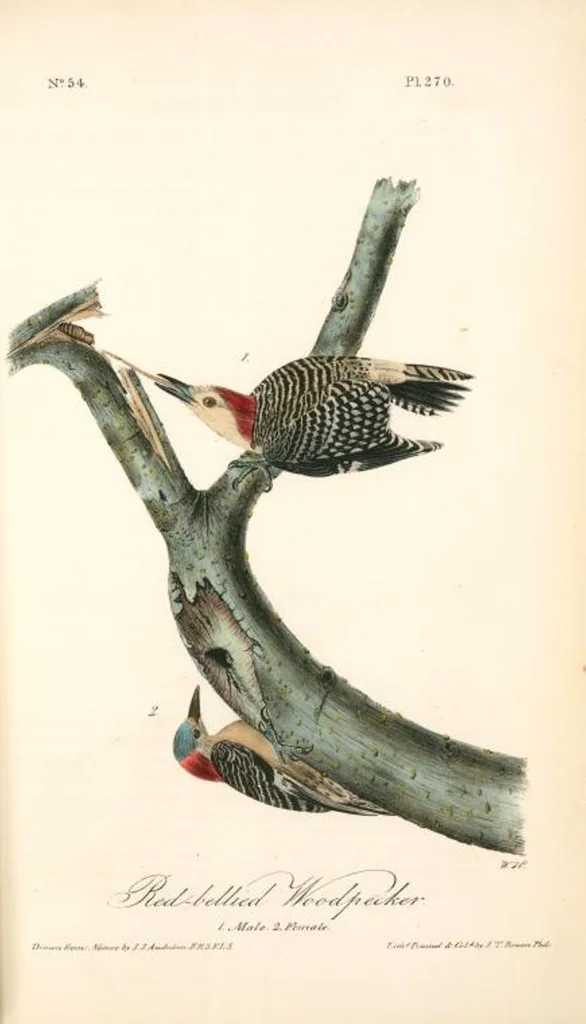An illustration from The birds of America, from drawings made in the United States and their territories. By John James Audubon, 1840, leaf 273
