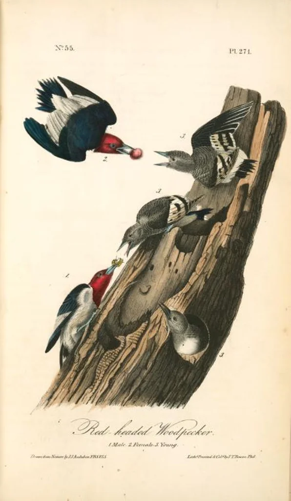 An illustration from The birds of America, from drawings made in the United States and their territories. By John James Audubon, 1840, leaf 274