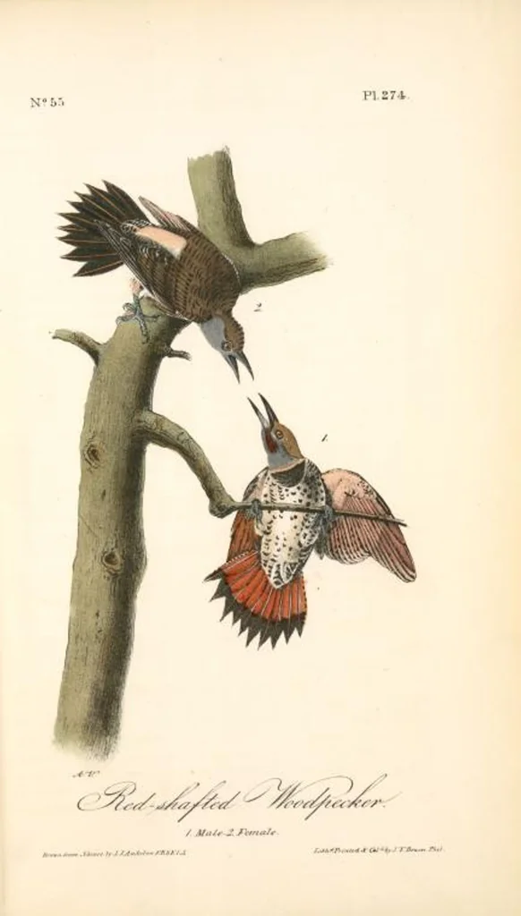 An illustration from The birds of America, from drawings made in the United States and their territories. By John James Audubon, 1840, leaf 277